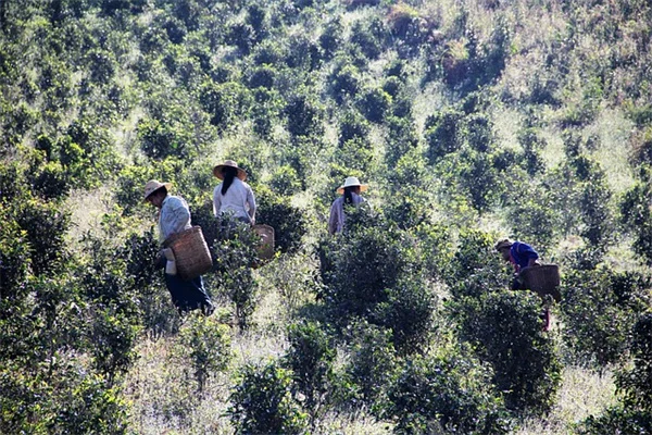 熱帯植物で夏のセンターピースを成功させる秘訣