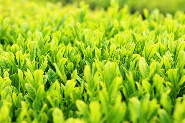 大型植物で鉢植えを劇的チェンジ！失敗しない選び方とおすすめ10選
