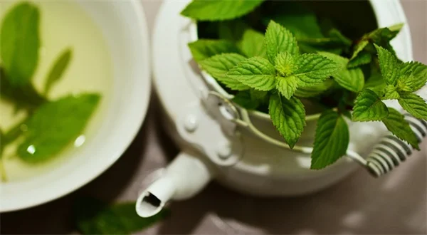12星座におすすめの観葉植物｜あなたにぴったりの植物を性格比較表でチェック