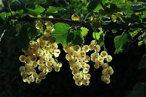 4月に種をまく背の高い花8選 – 簡単ステップで夏の庭を変えるコツ