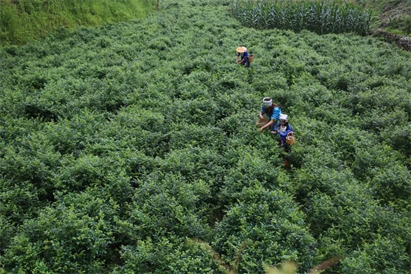 百日草のコンパニオンプランツ効果的な組み合わせと避けるべき植物