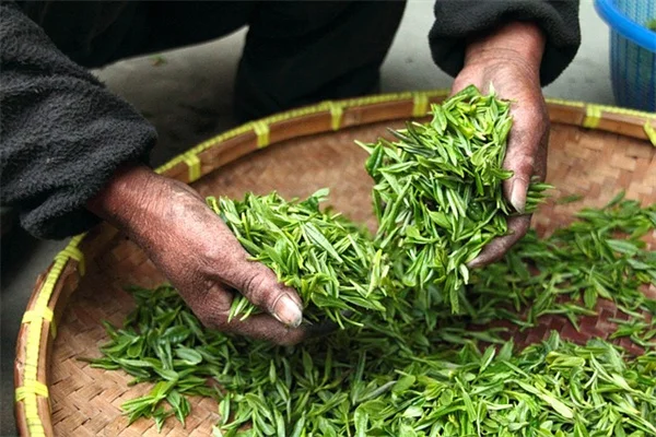 蛇よけ植物は本当に効く？実践者が教える効果的な選び方と使い方